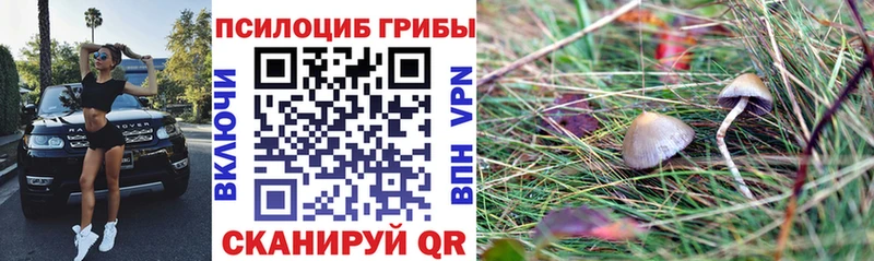 Галлюциногенные грибы Psilocybe  Купить  Вольск 